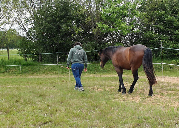 Une femme améliore sa communication avec un cheval