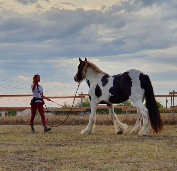 Une femme travaille l'affirmation de soi avec un cheval