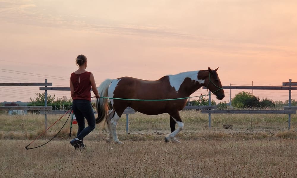 Séance à pied en équitation éthologique avec un cheval et une fille