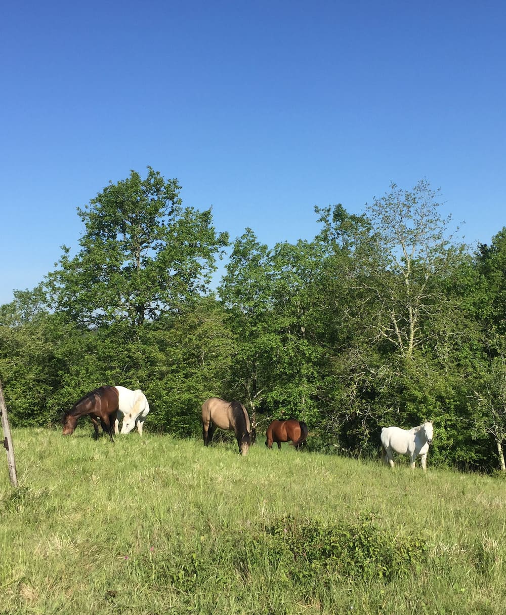 Des chevaux en pension au pré avec de l'herbe