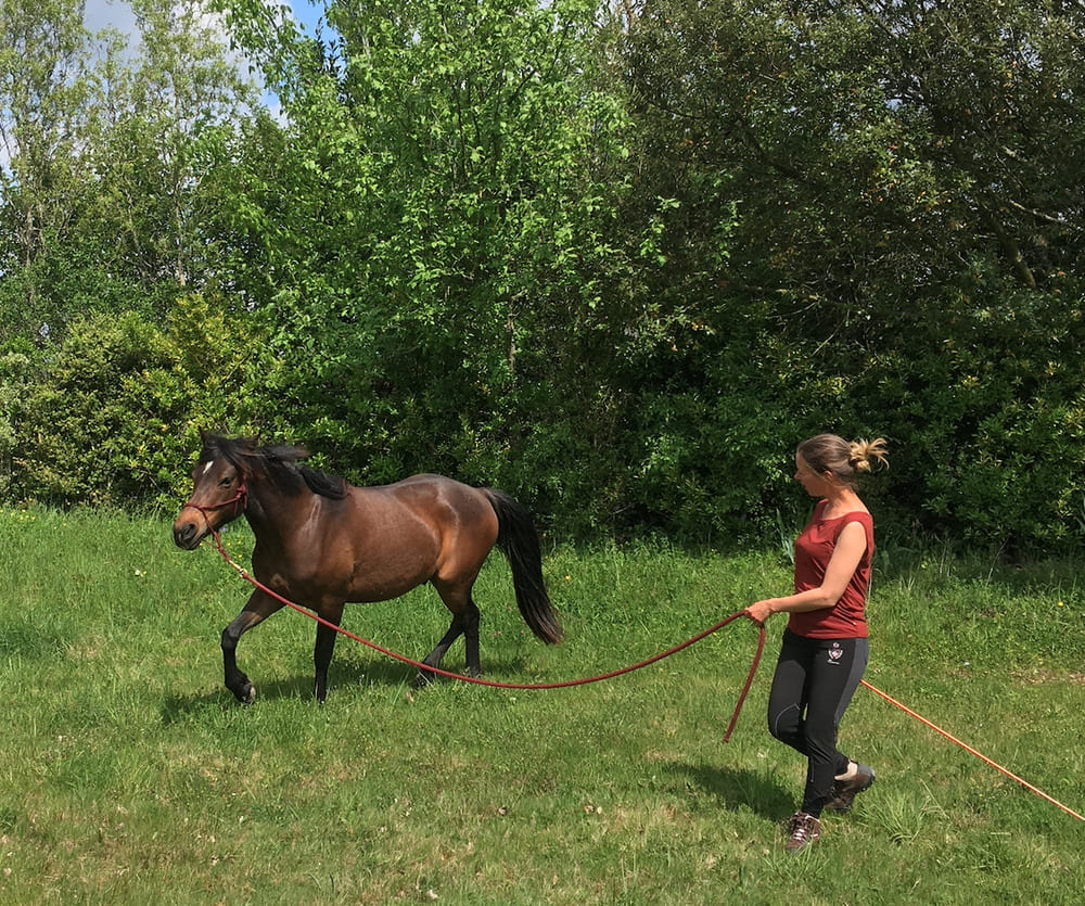 Travail à pied, éthologie, finesse, communication et harmonie avec un cheval