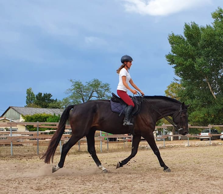 Extension d'encolure pendant séance de dressage