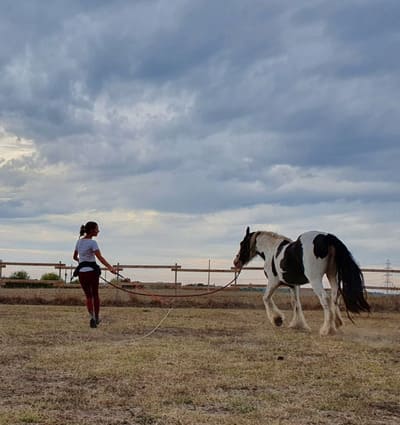 Séance à pied en éthologie avec un cheval en longe