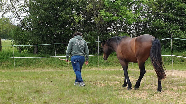 Stage d'équicoaching en Charente Une femme avec un cheval pendant une séance d'équicoaching en Charente