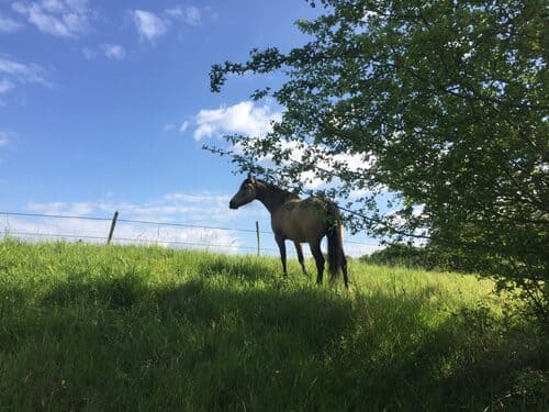 Respect du cheval et de la terre