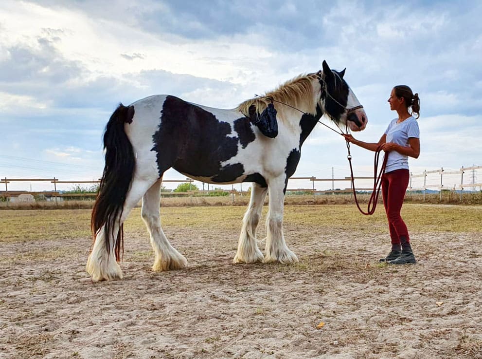 Une monitrice d'équitation avec un cheval pendant une séance à pied en éthologie en Gironde