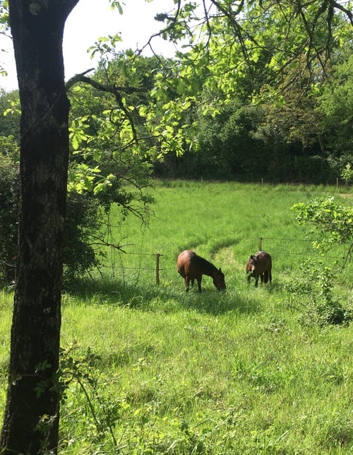 Chevaux dans une pension pas loin de la Charente Chevaux au pré en équipiste à quelques pas de la Charente