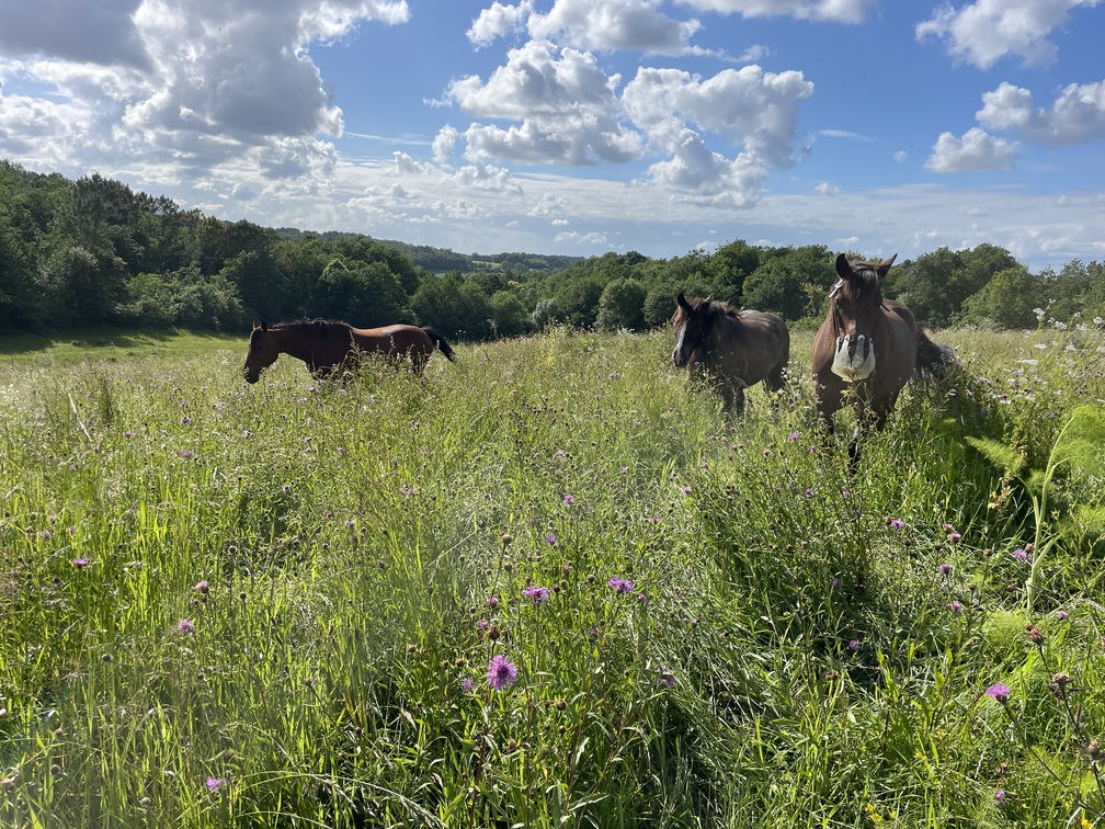 Herbe & Foin de haute qualité